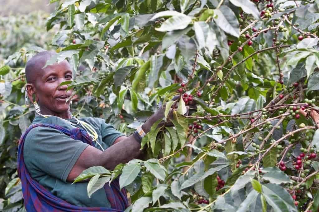 On Producing Coffee in Tanzania #5 Jan E. Bolte