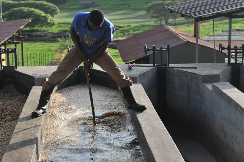 On Producing Coffee in Tanzania #4 Jan E. Bolte