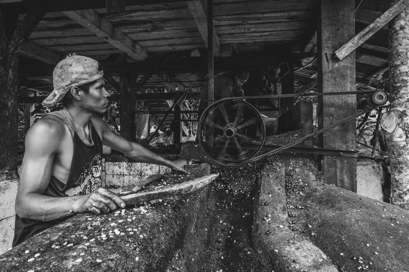 Pulping Fresh Cherries, Finca La Cascada, 2016.