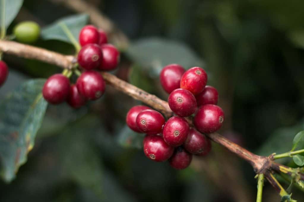 Mondul Coffee Estates 5 - coffee cherry