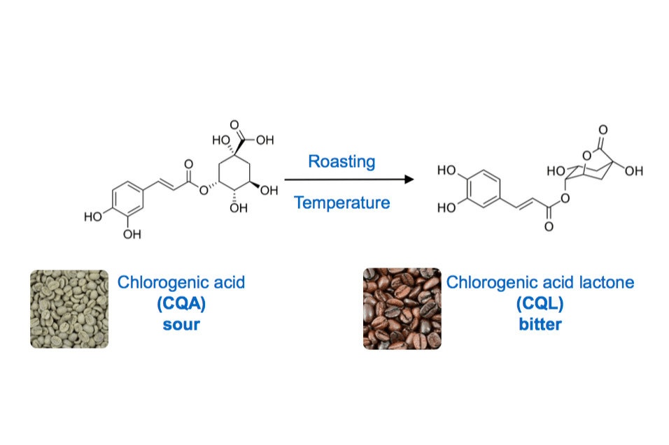 Bitter Coffee: Chlorogenic acids