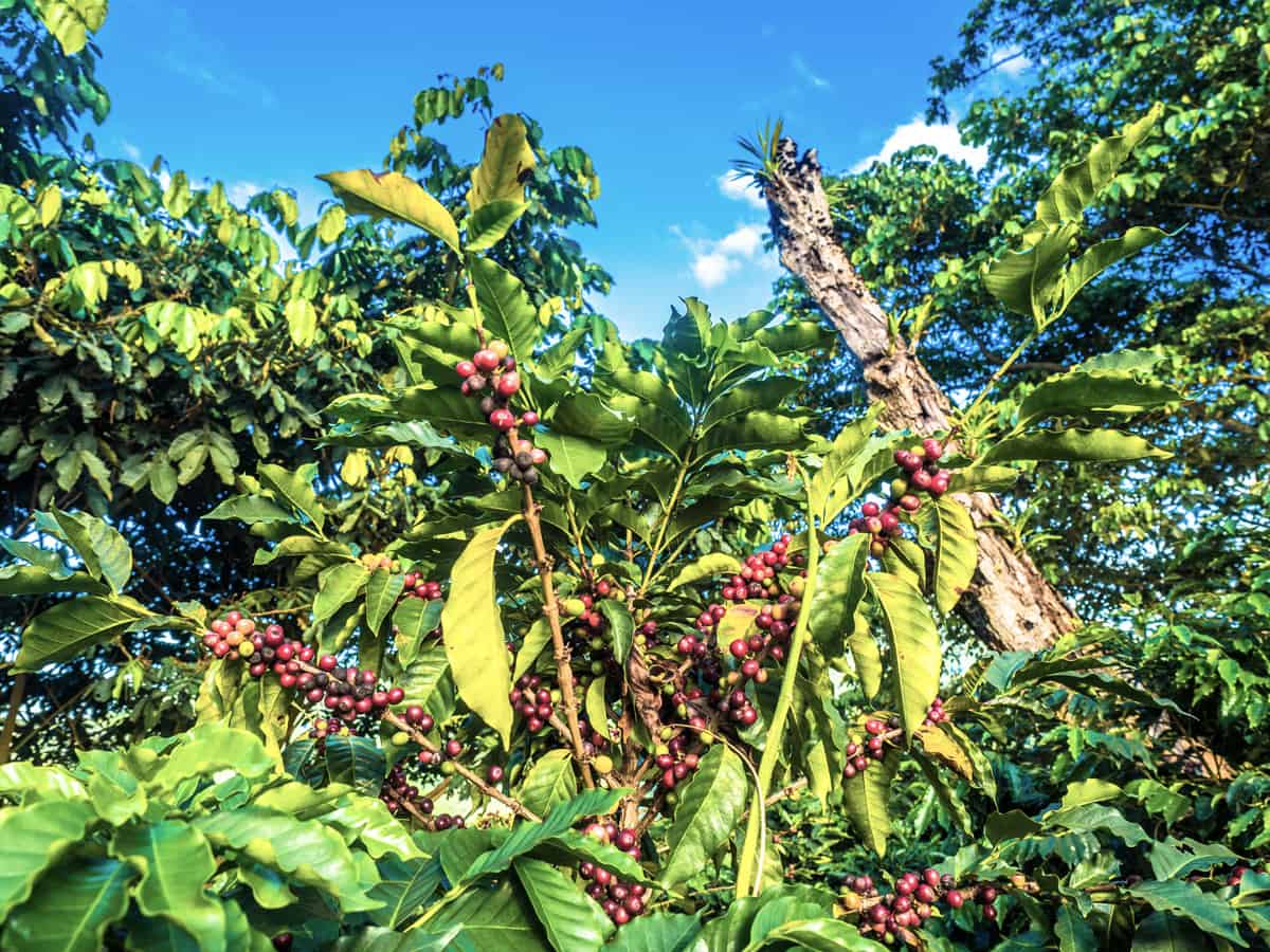 How To A Specialty Coffee Roaster A Personal Story European